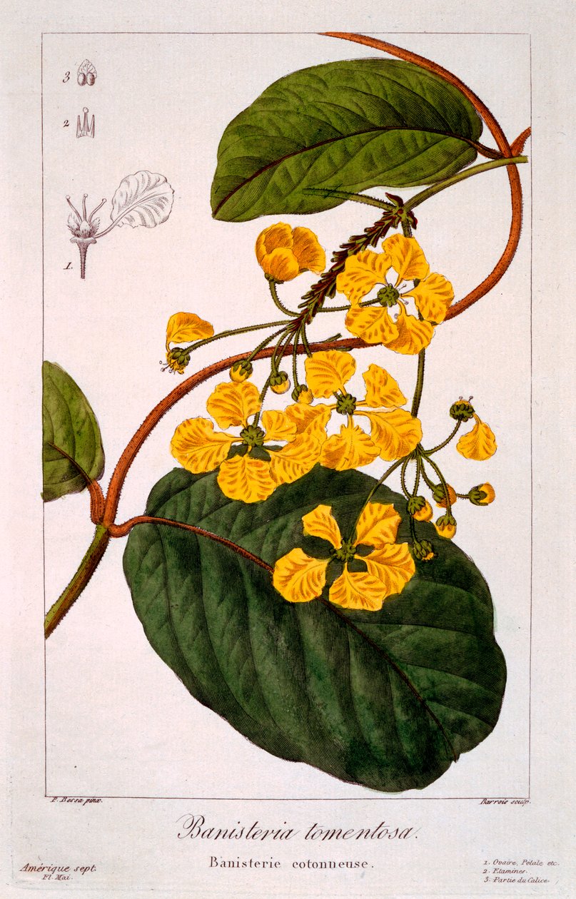 Banisteria: B. tormentosa, pub. 1836. 作者 Panacre Bessa