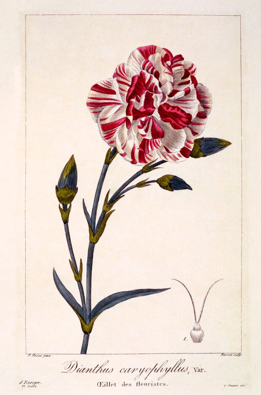 Dianthhus caryophyllus, pub.1836. 作者 Panacre Bessa