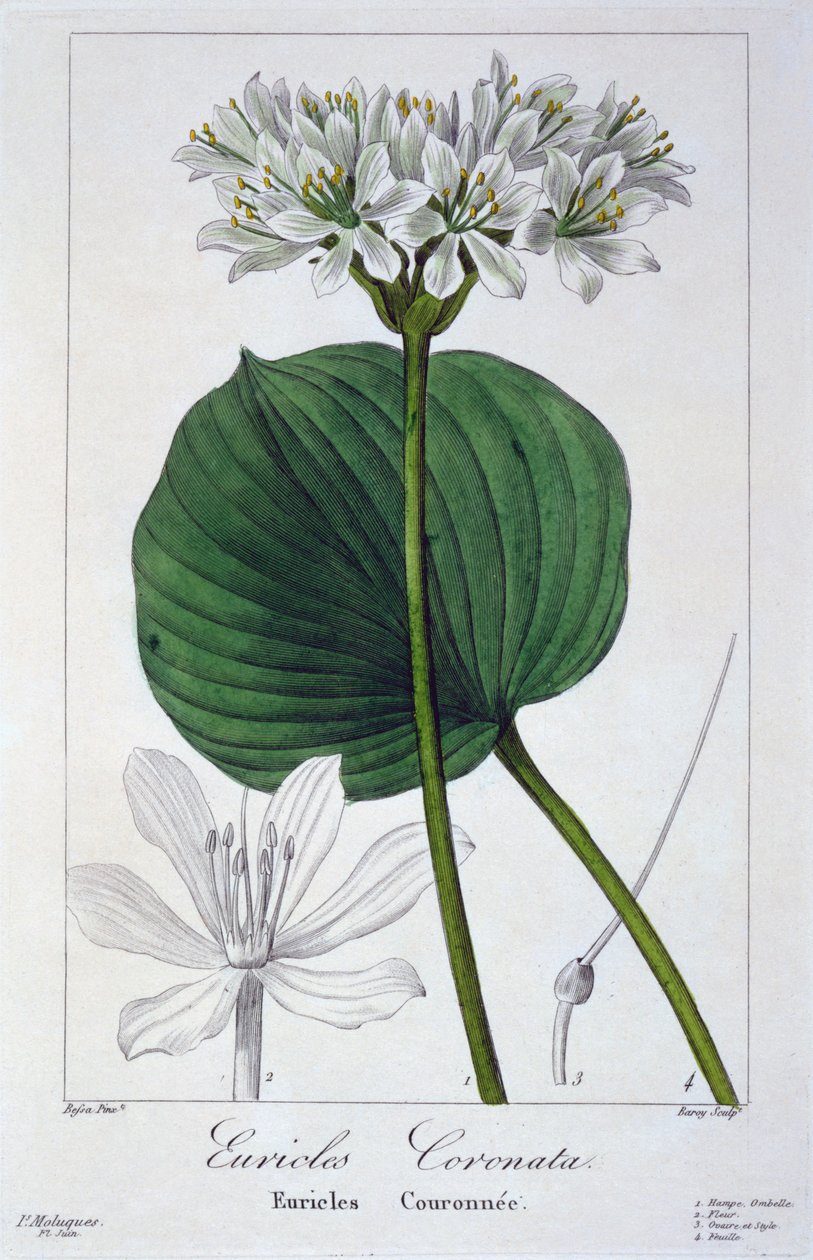 Euricles coronata, pub.1836. 作者 Panacre Bessa