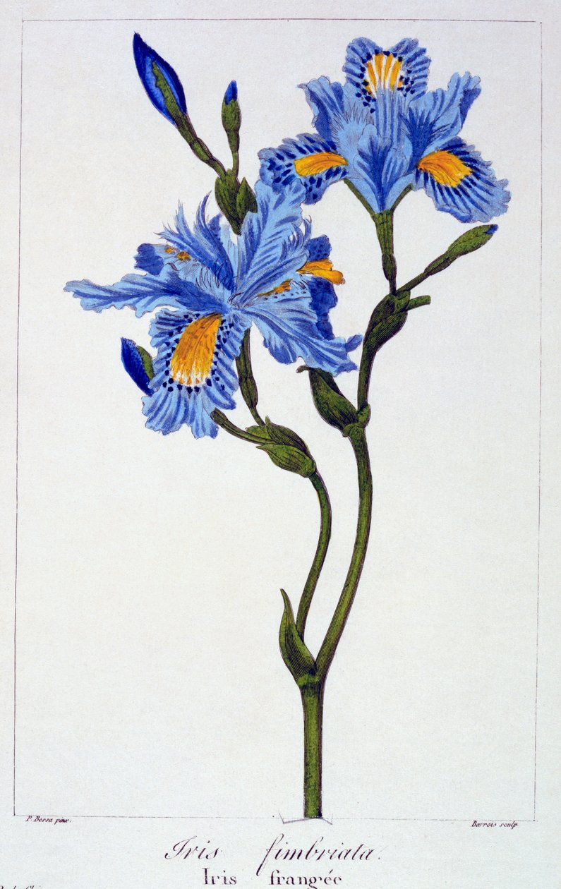 镶边的鸢尾花，出版。1836. 作者 Panacre Bessa