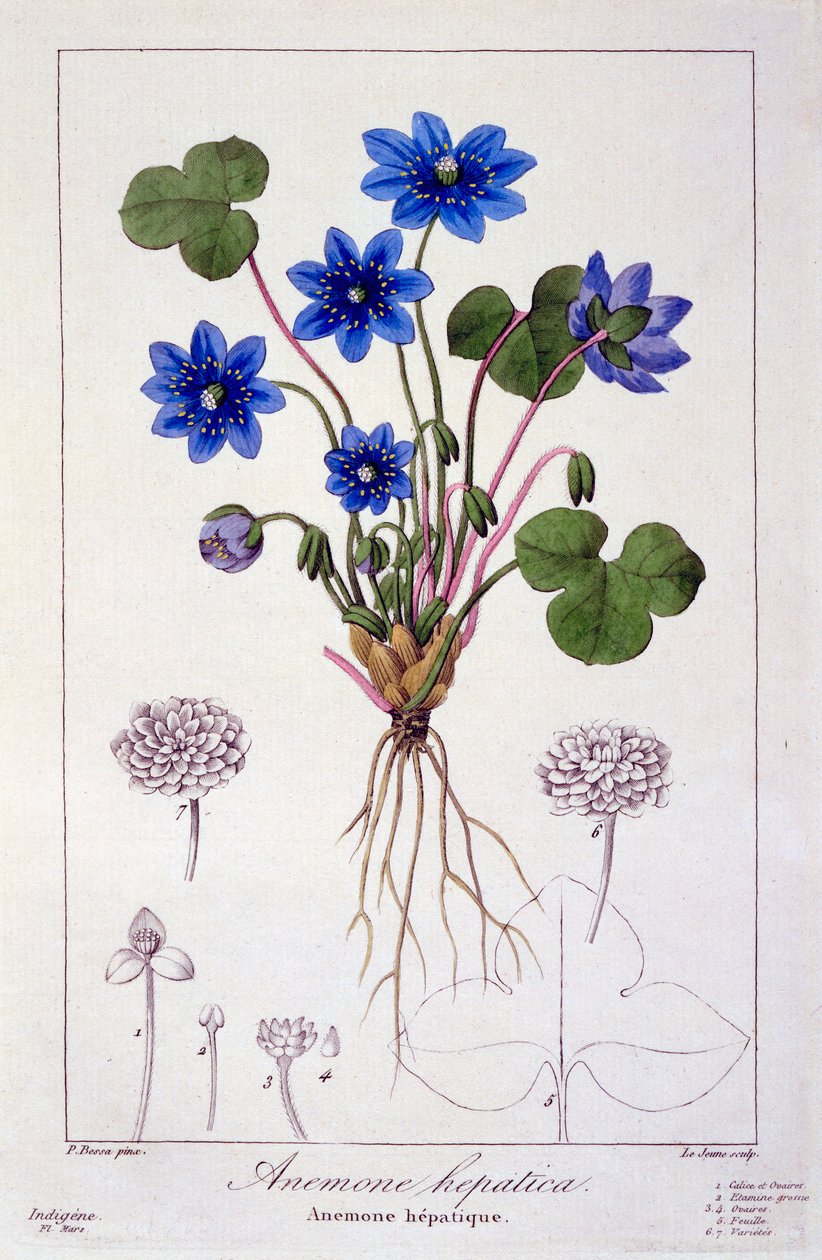 Hepatica nobilis, pub. 1836. 作者 Panacre Bessa