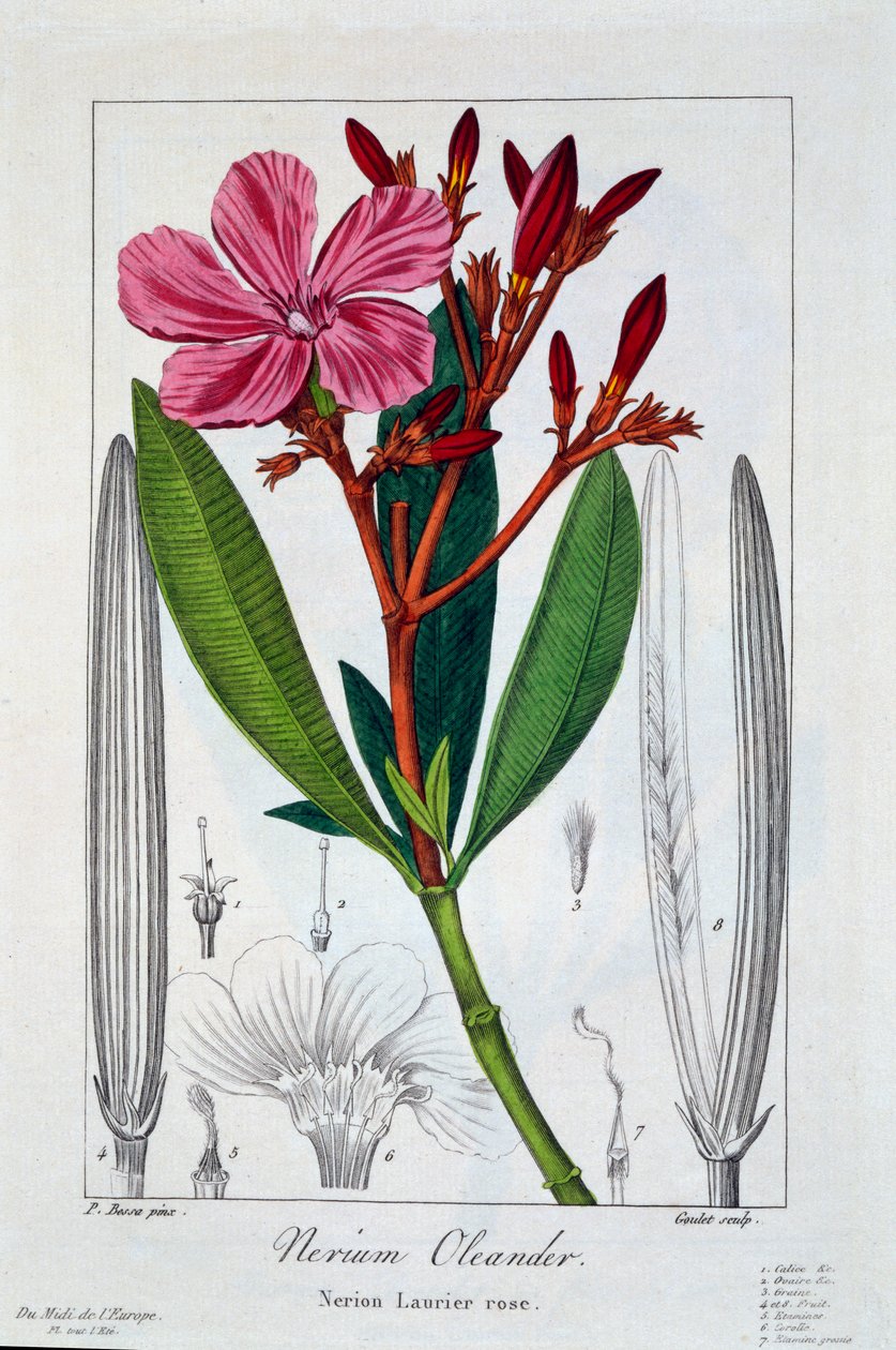 Nerium Oleander, pub.1836. 作者 Panacre Bessa