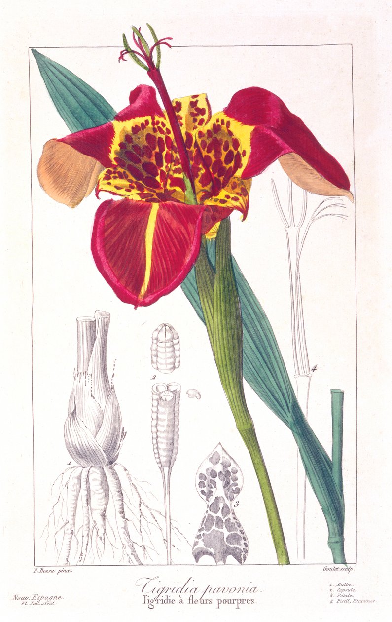 虎花或孔雀花，出版。1836. 作者 Panacre Bessa