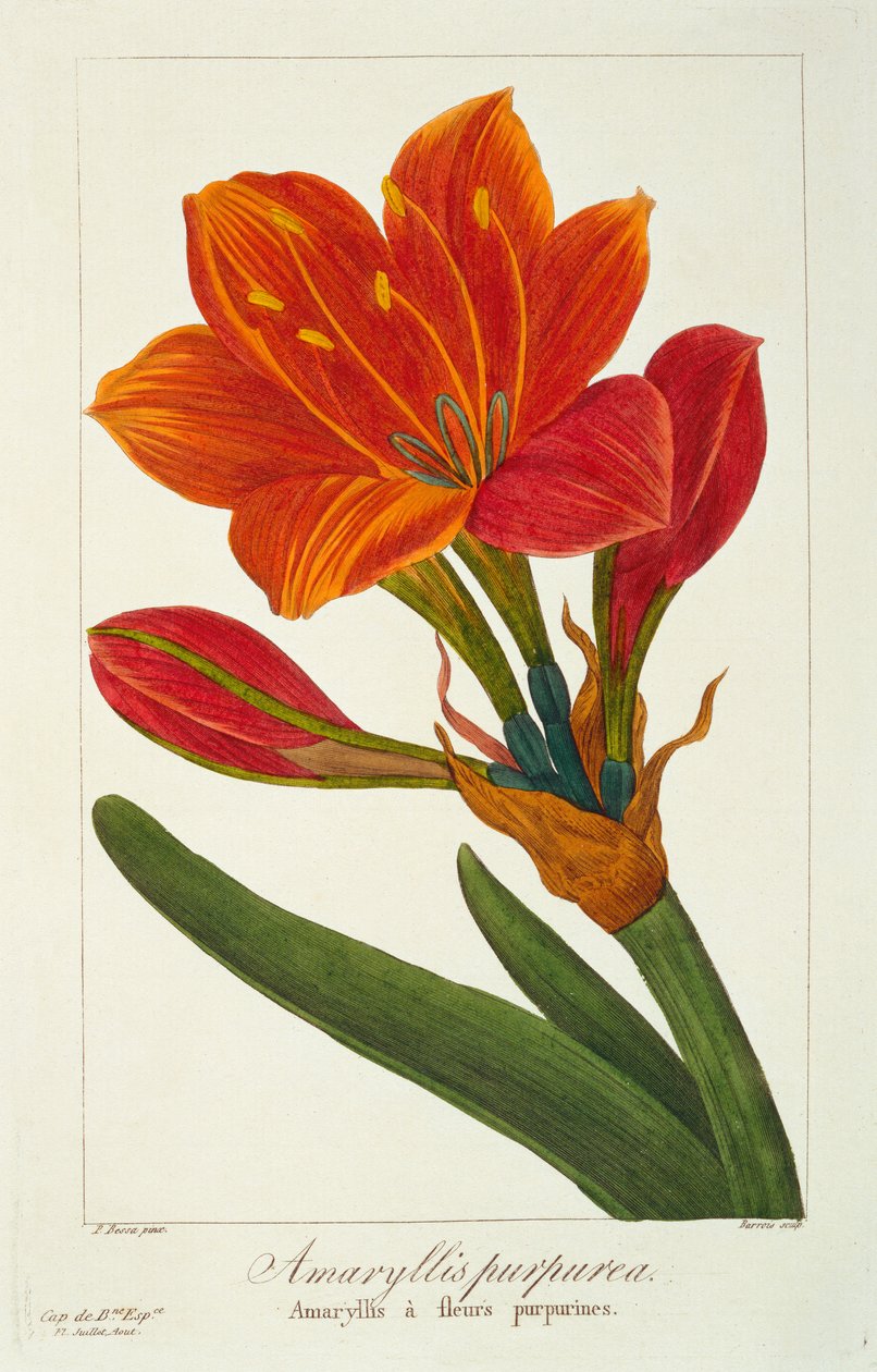 Amaryllis purpurea，1836（手工雕刻） 作者 Pancrace贝萨