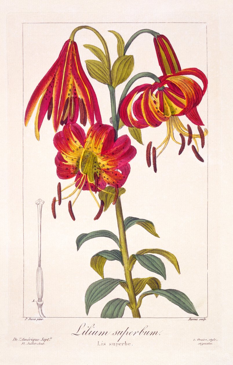 美国Turkscap Lily，1836年（手工彩色雕刻） 作者 Pancrace贝萨