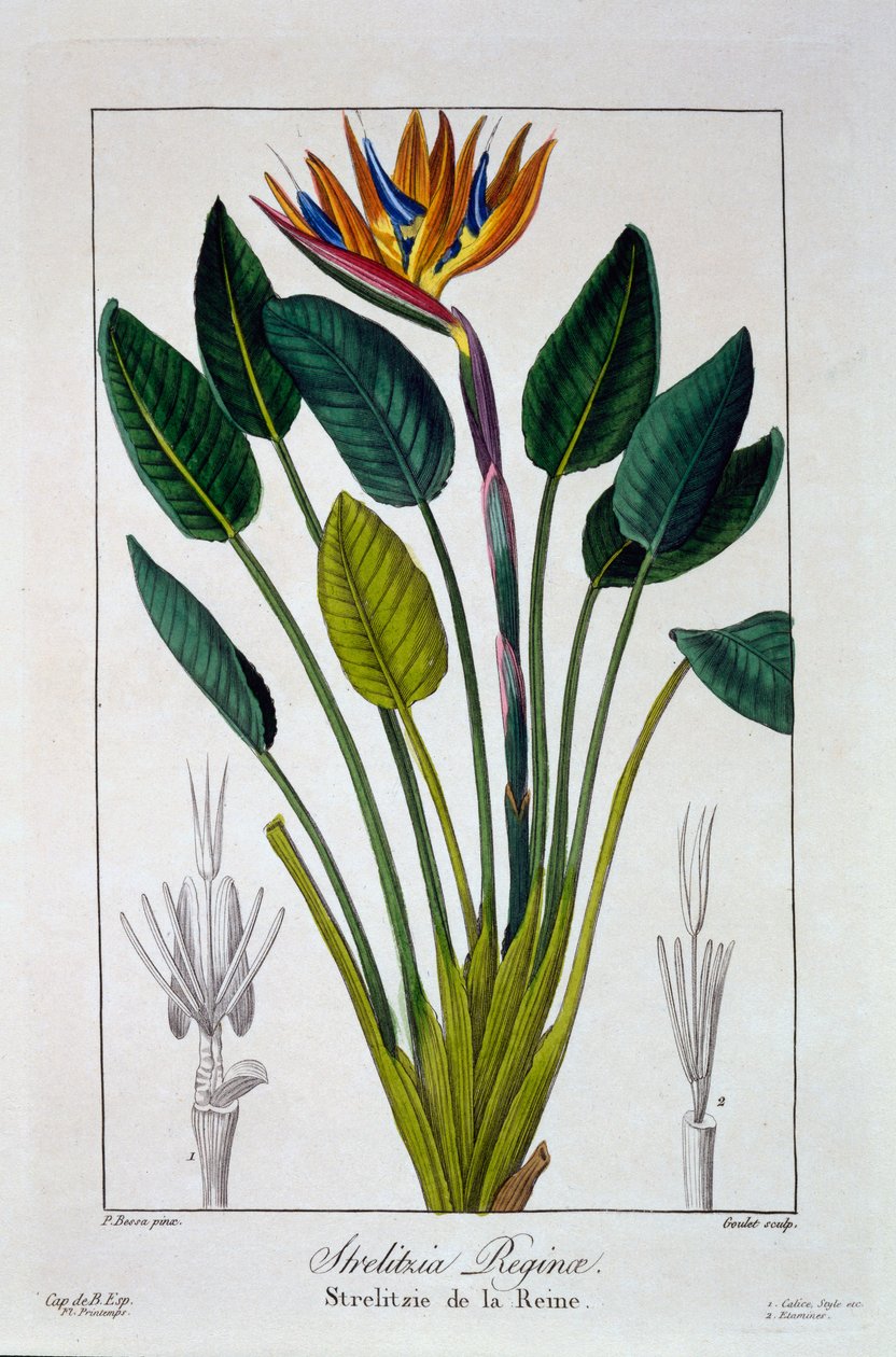 天堂鸟，或鹤花，1836年（手工彩色雕刻） 作者 Pancrace贝萨