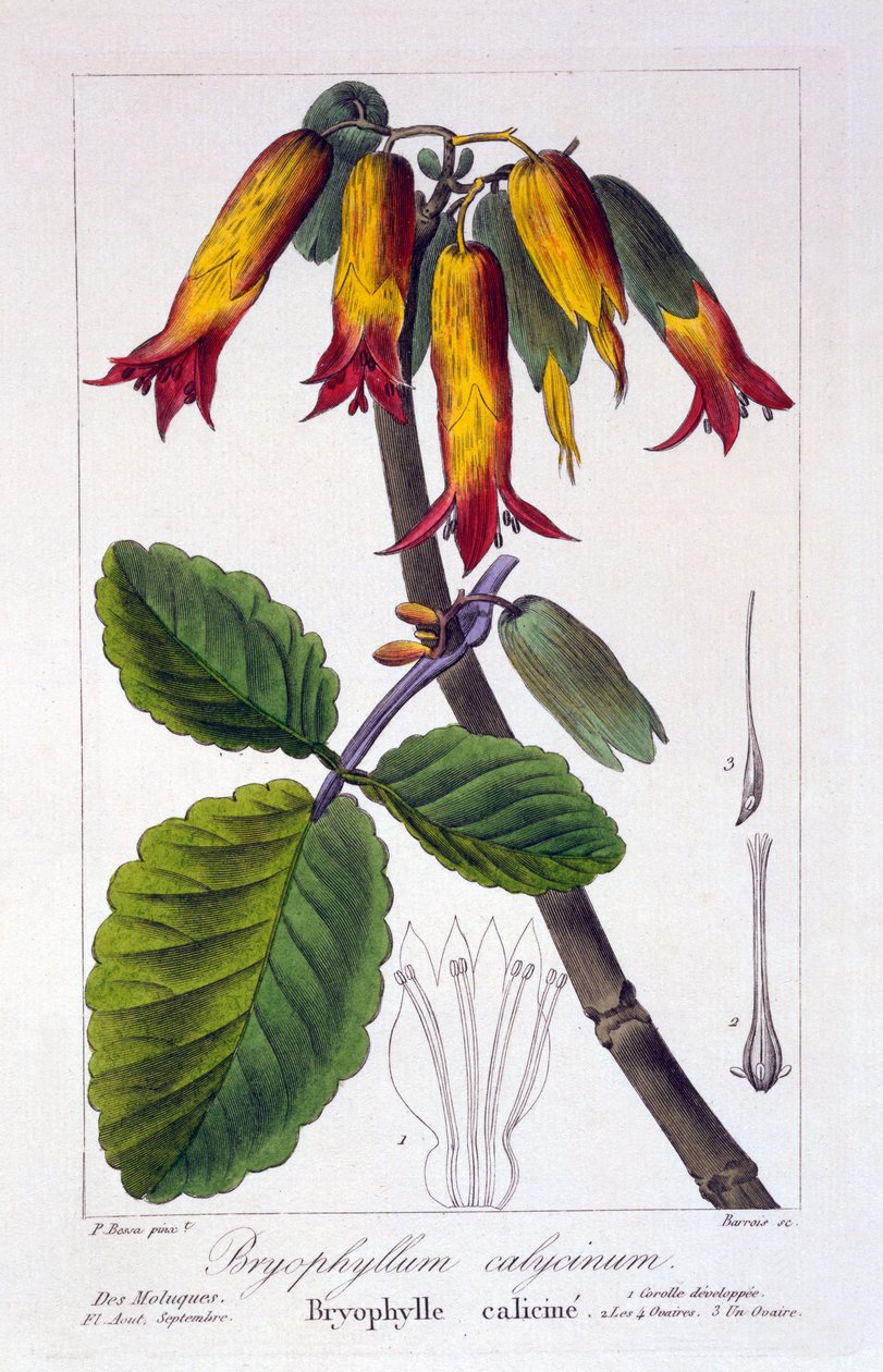 Bryophyllum calycinum，或Kalanchoe pinnata，1836（手工彩色雕刻） 作者 Pancrace贝萨