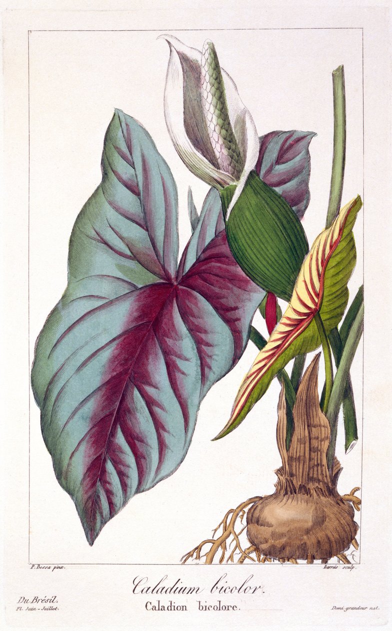 双色Caladium，1836年（手工彩色雕刻） 作者 Pancrace贝萨