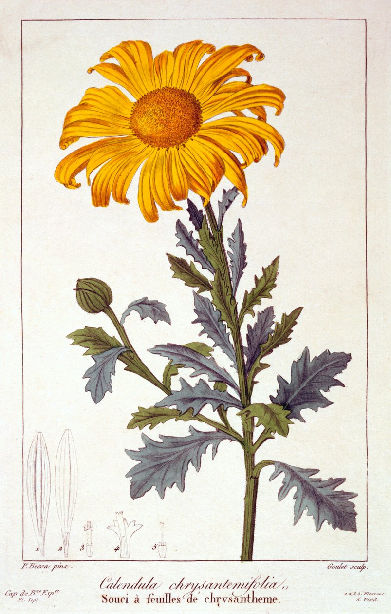 Calenudla officinalis，或Pot Marigold，1836（手工彩色雕刻） 作者 Pancrace贝萨