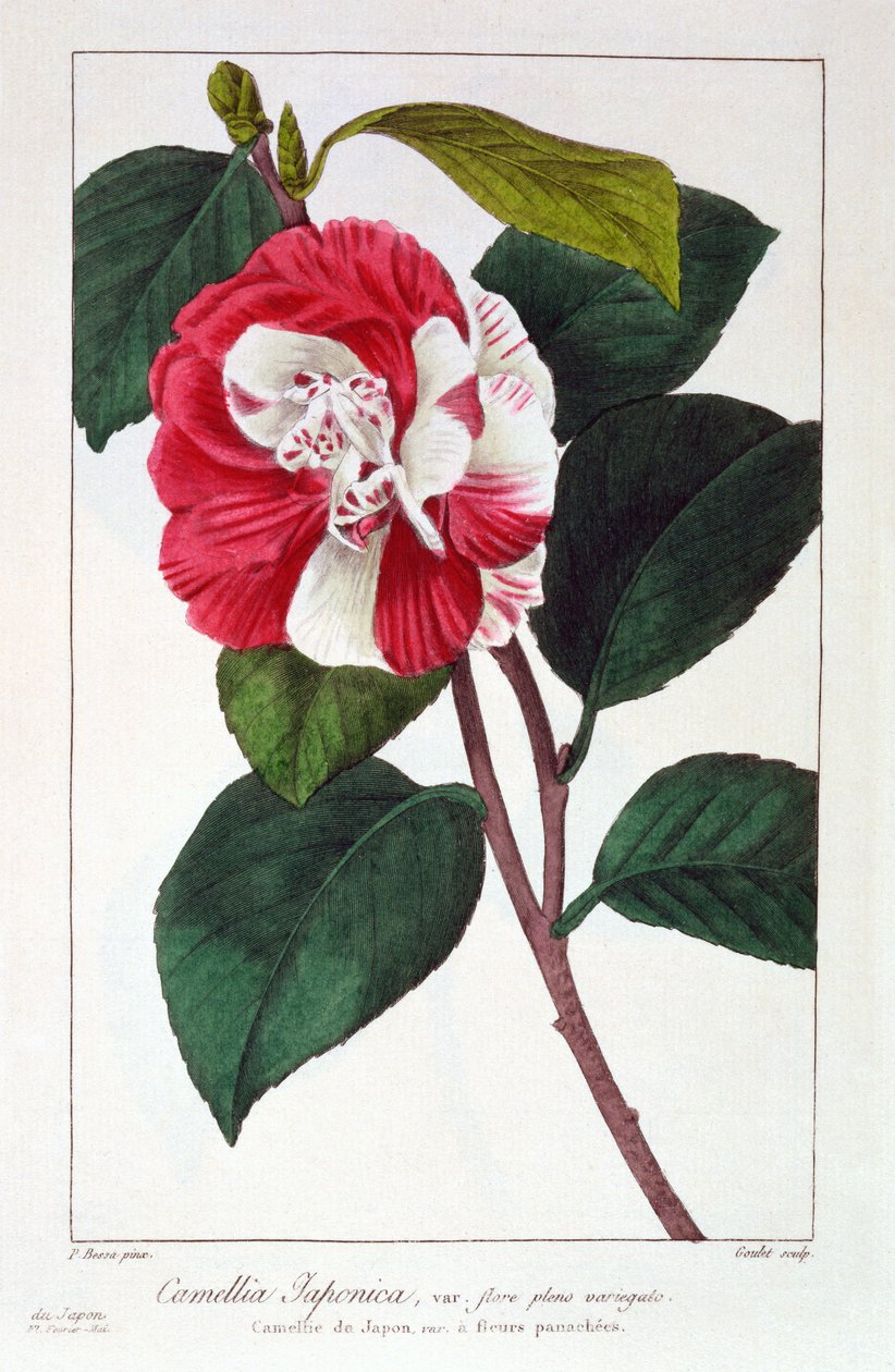 山茶花，1836年（手工雕刻） 作者 Pancrace贝萨