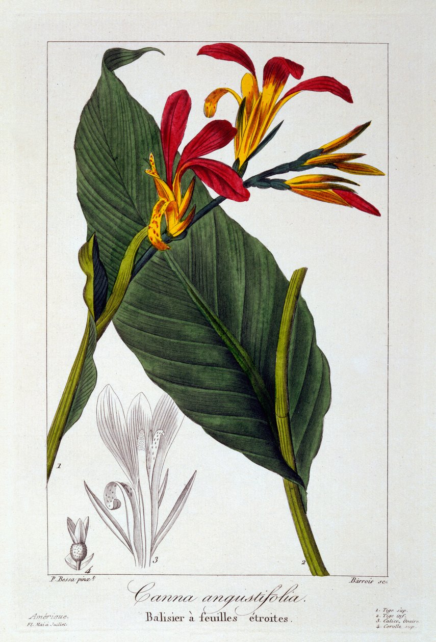 美人蕉或印度射击花，1836年（手工彩色雕刻） 作者 Pancrace贝萨