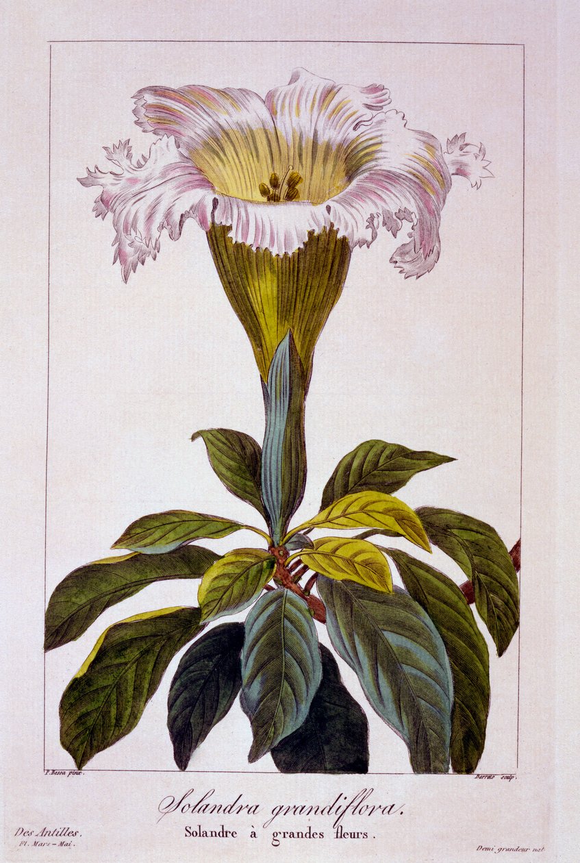 圣杯藤，1836年（手工雕刻） 作者 Pancrace贝萨