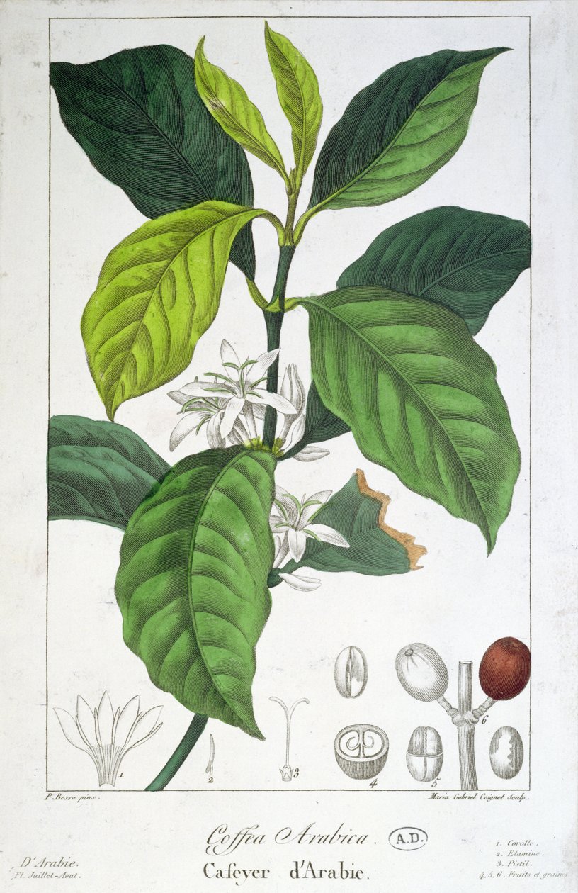 Coffea Arabica（咖啡）由Maria Gabriel Cogniet雕刻 作者 Pancrace贝萨