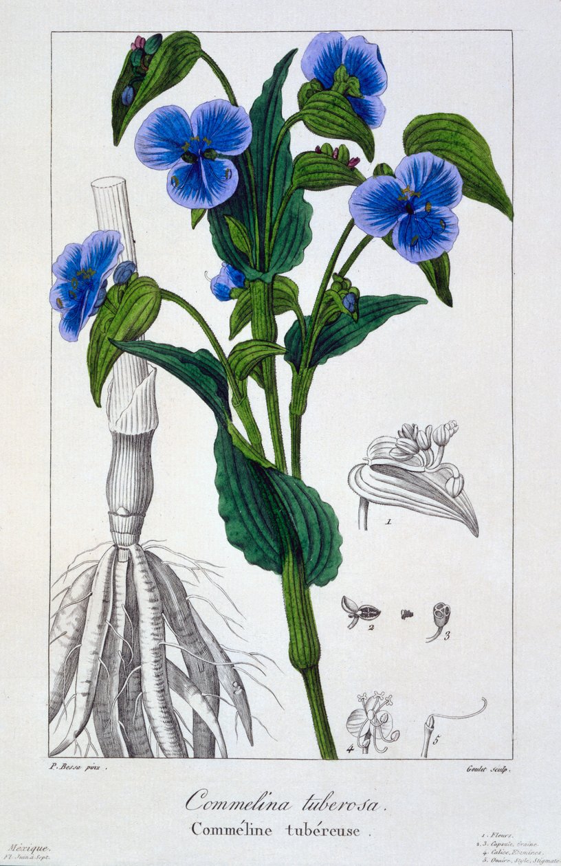 Commelina tuberosa，1836年（手工彩色雕刻） 作者 Pancrace贝萨