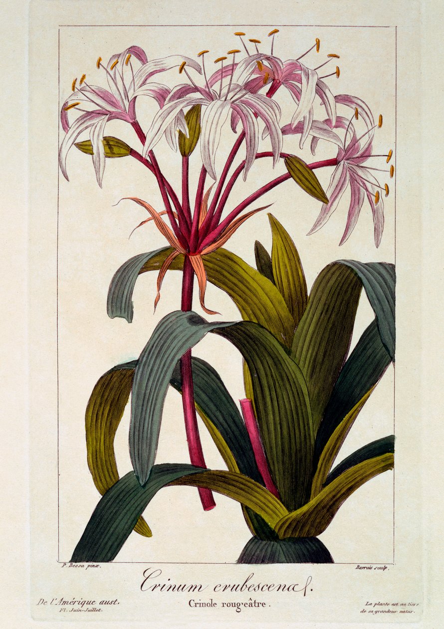 Crossyne红着脸，1836（手工着色雕刻） 作者 Pancrace贝萨