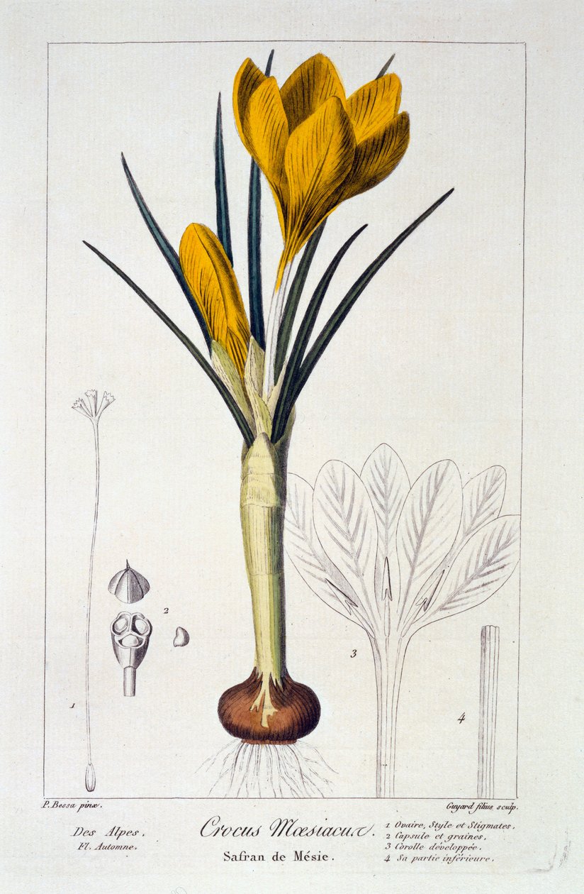 Crocus maesiacus，1836年（手工彩色雕刻） 作者 Pancrace贝萨