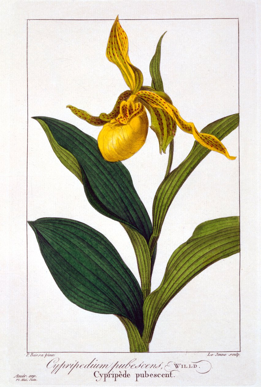 杓兰，1836年（手工雕刻） 作者 Pancrace贝萨