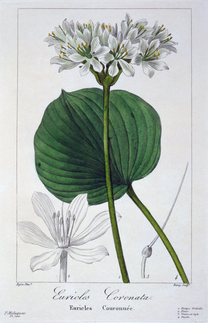 Euricles coronata，1836年（手工彩色雕刻） 作者 Pancrace贝萨