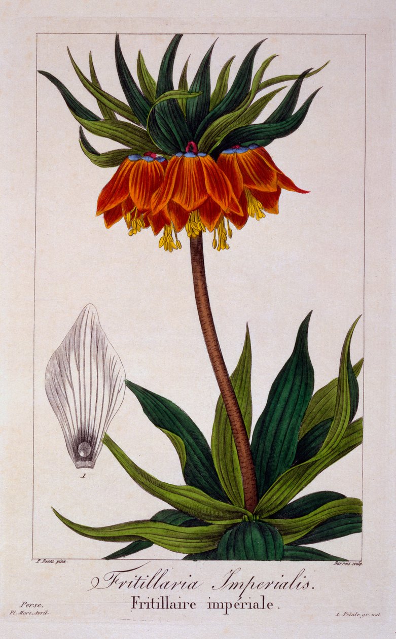 Fritillaria imperialis，1836年（手工彩色雕刻） 作者 Pancrace贝萨