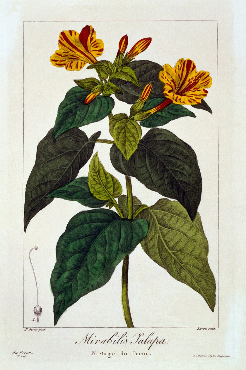 Ipomea purga，1836年（手工彩色雕刻） 作者 Pancrace贝萨