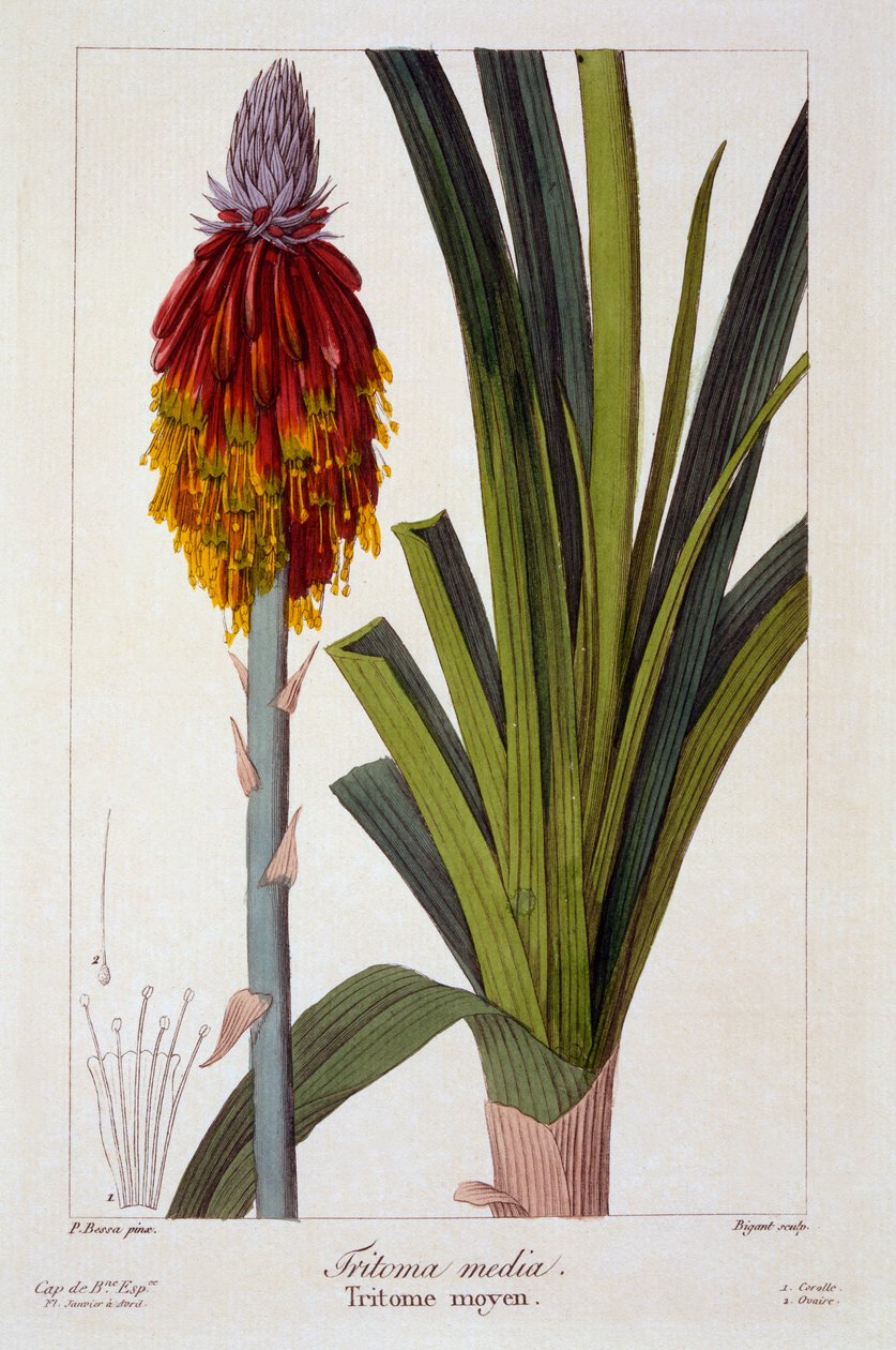 Kniphofia，1836年（手工雕刻） 作者 Pancrace贝萨