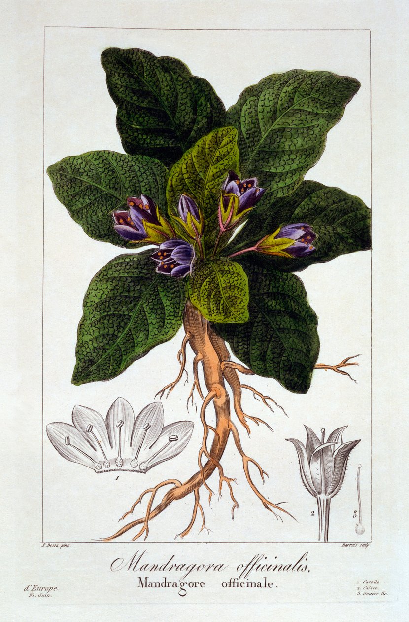 Mandragora officinarum，1836年（手工彩色雕刻） 作者 Pancrace贝萨