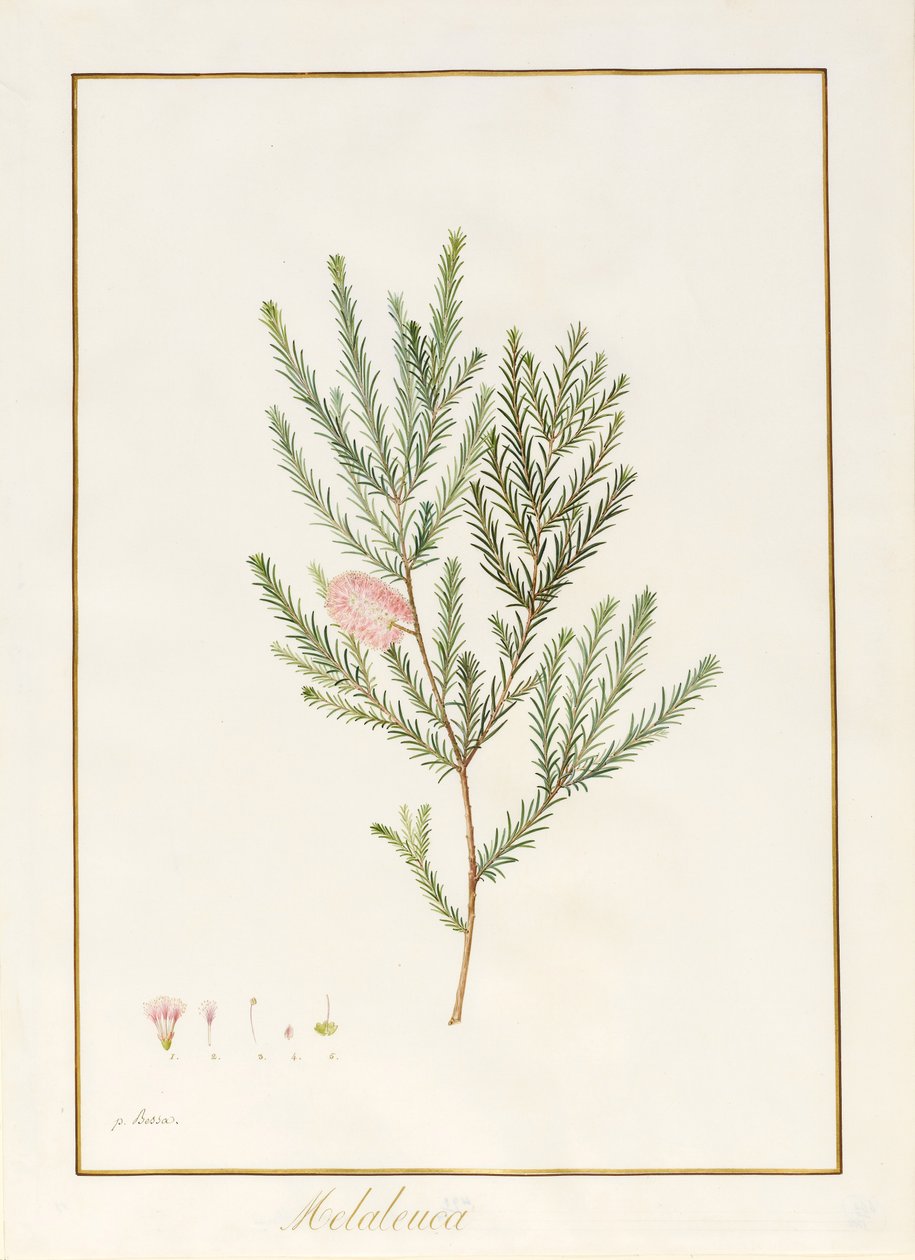 Melaleuca，包括五个绽放研究（wll和vellum上的bodycolour） 作者 Pancrace贝萨