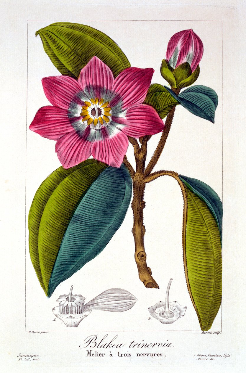 Melier，1836年（手工雕刻） 作者 Pancrace贝萨