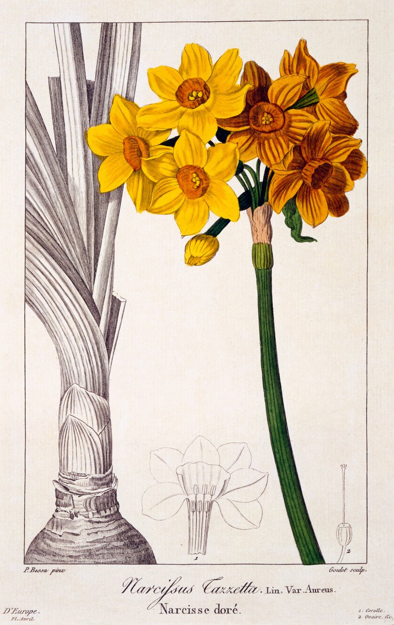 Narcissus tazetta，1836年（手工彩色雕刻） 作者 Pancrace贝萨