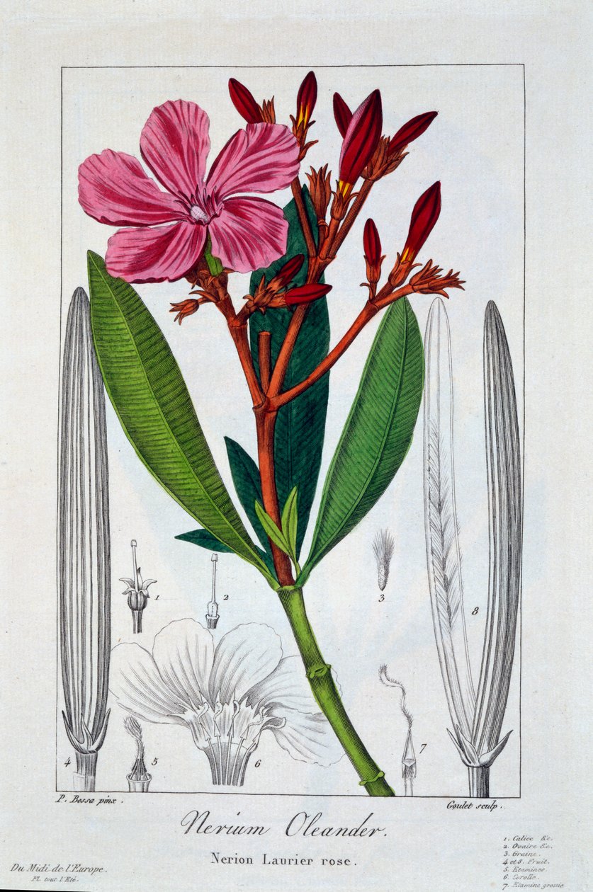 夹竹桃夹竹桃，1836年（手工彩色雕刻） 作者 Pancrace贝萨