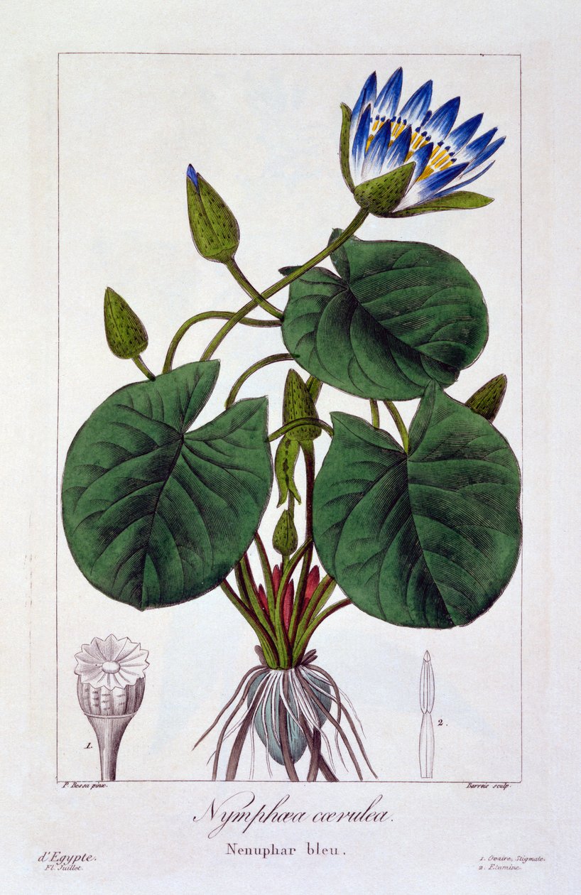 Nymphaea caerulea，1836年（手工彩色雕刻） 作者 Pancrace贝萨
