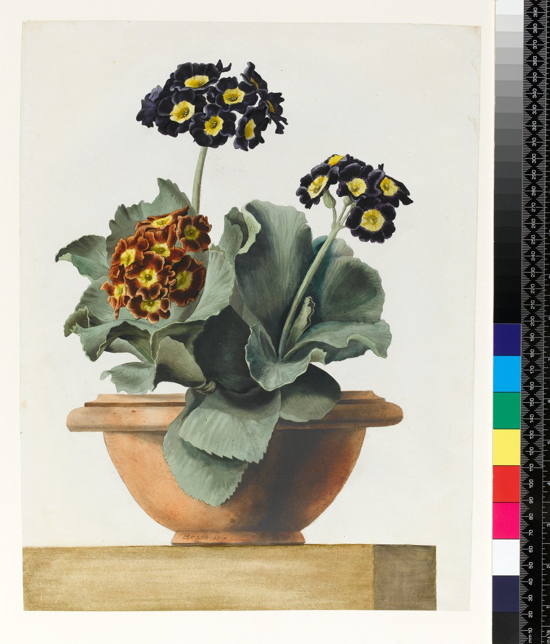 PD.199-1973 Potted Auricula，1817 作者 Pancrace贝萨