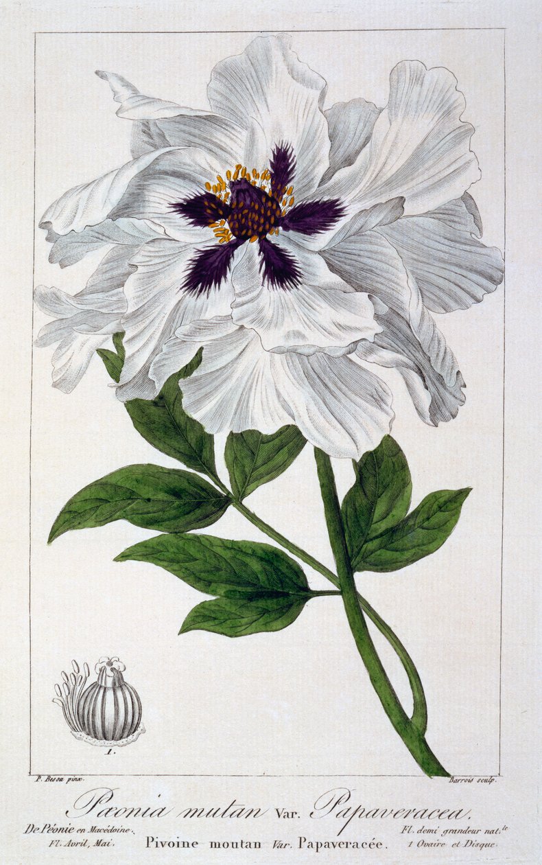 Paeonia suffruticosa，1836年（手工彩色雕刻） 作者 Pancrace贝萨
