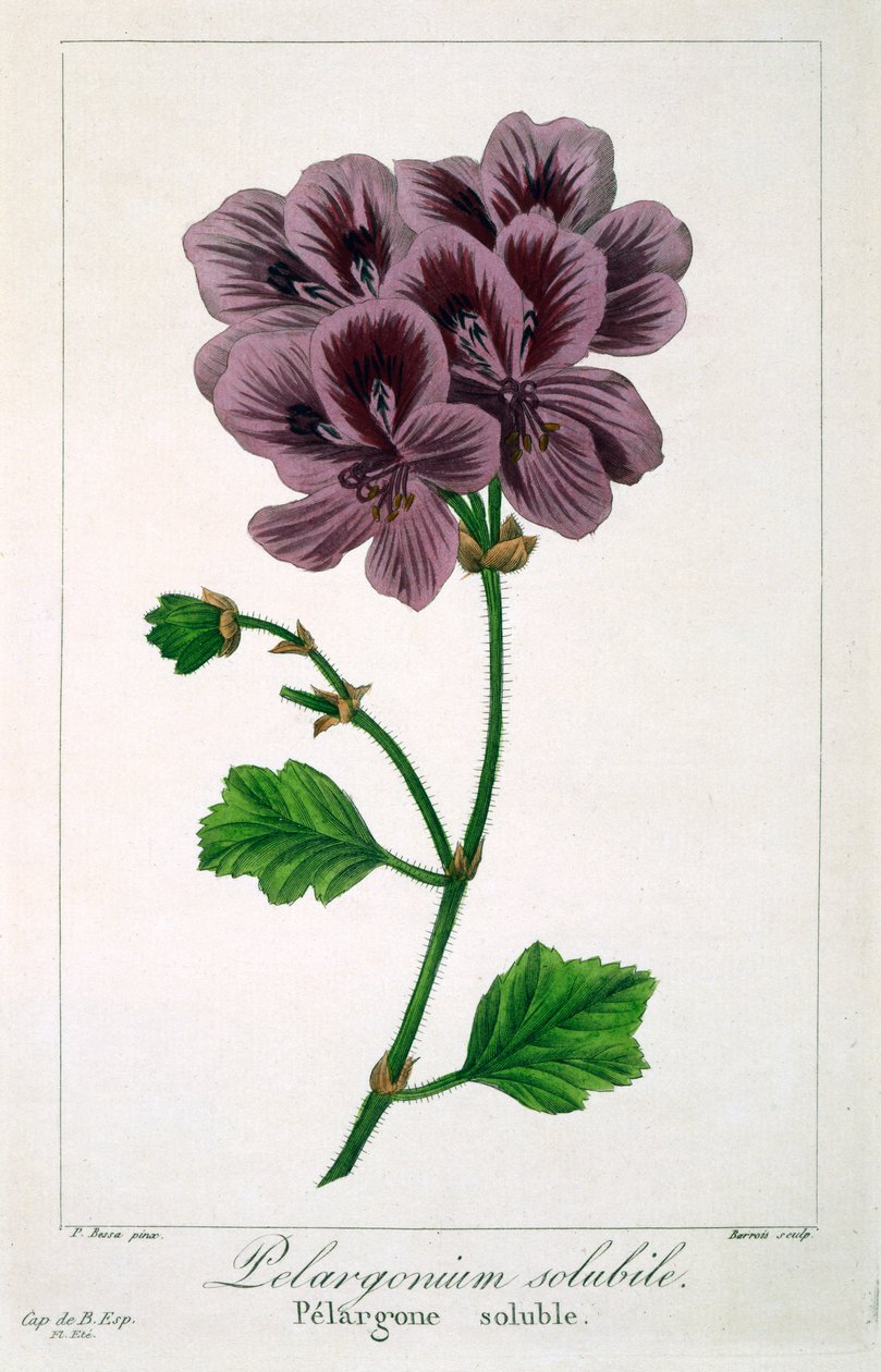 天竺葵，1836年（手工彩色雕刻） 作者 Pancrace贝萨