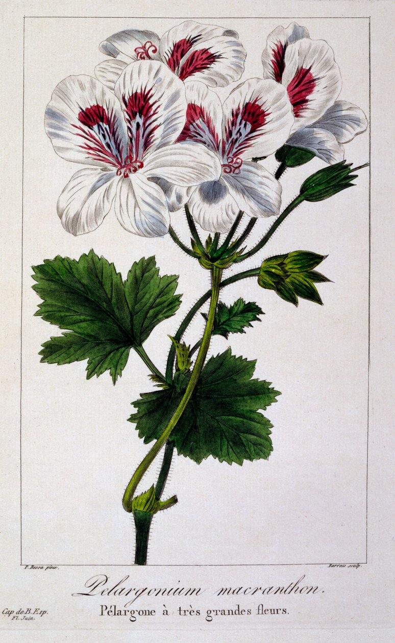 天竺葵macranthon，1836年（手工彩色雕刻） 作者 Pancrace贝萨