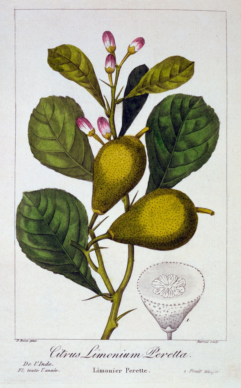 Peretta柠檬，1836年（手工彩色雕刻） 作者 Pancrace贝萨