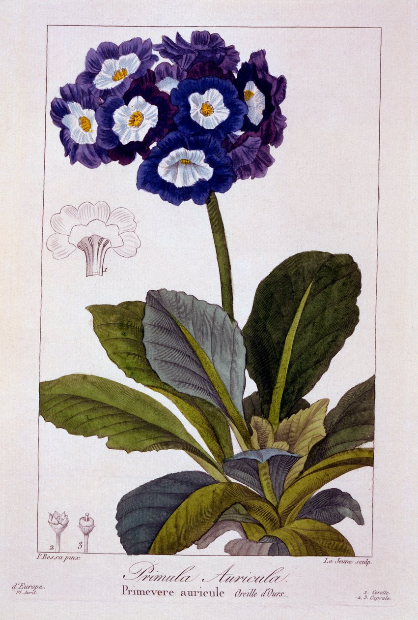 Primula auricula，1836（手工彩色雕刻） 作者 Pancrace贝萨