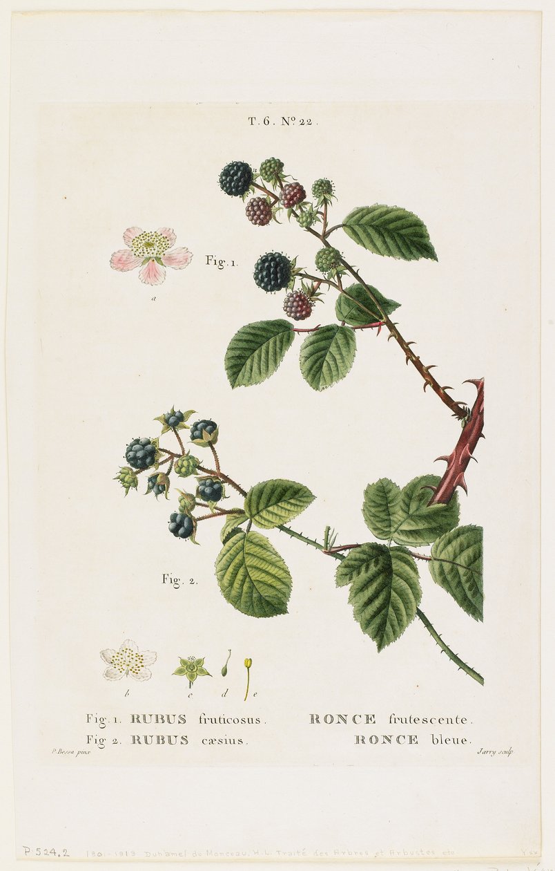 Bramble frutescente。蓝莓，来自Traits des Arbres et Fruitiers，1801-19（点画雕刻） 作者 Pancrace贝萨