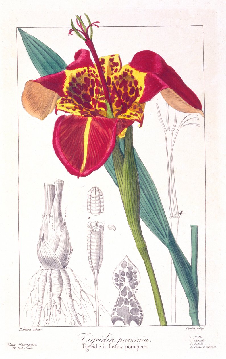 虎花或孔雀花，1836年（手工彩色雕刻） 作者 Pancrace贝萨