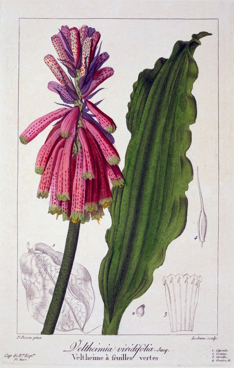 Veltheimia viridifolia，1836年（手工彩色雕刻） 作者 Pancrace贝萨