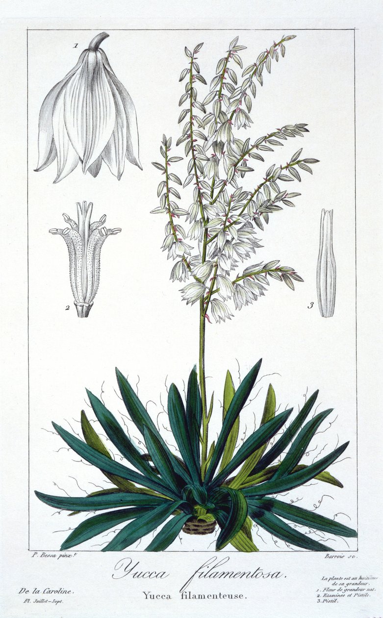 丝兰丝毛，1836年（手工彩色雕刻） 作者 Pancrace贝萨