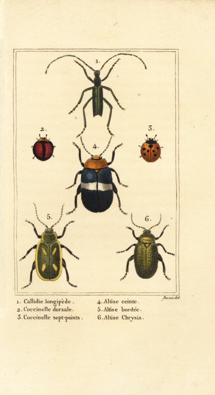 Callidium longipes 1、瓢虫、Jauravia dorsalis 2、七星瓢虫 3、跳蚤甲虫、Altica cincta 4、Altica emarginata 5 和 Altica chrysis 6 作者 贝萨·潘克拉斯（之后）