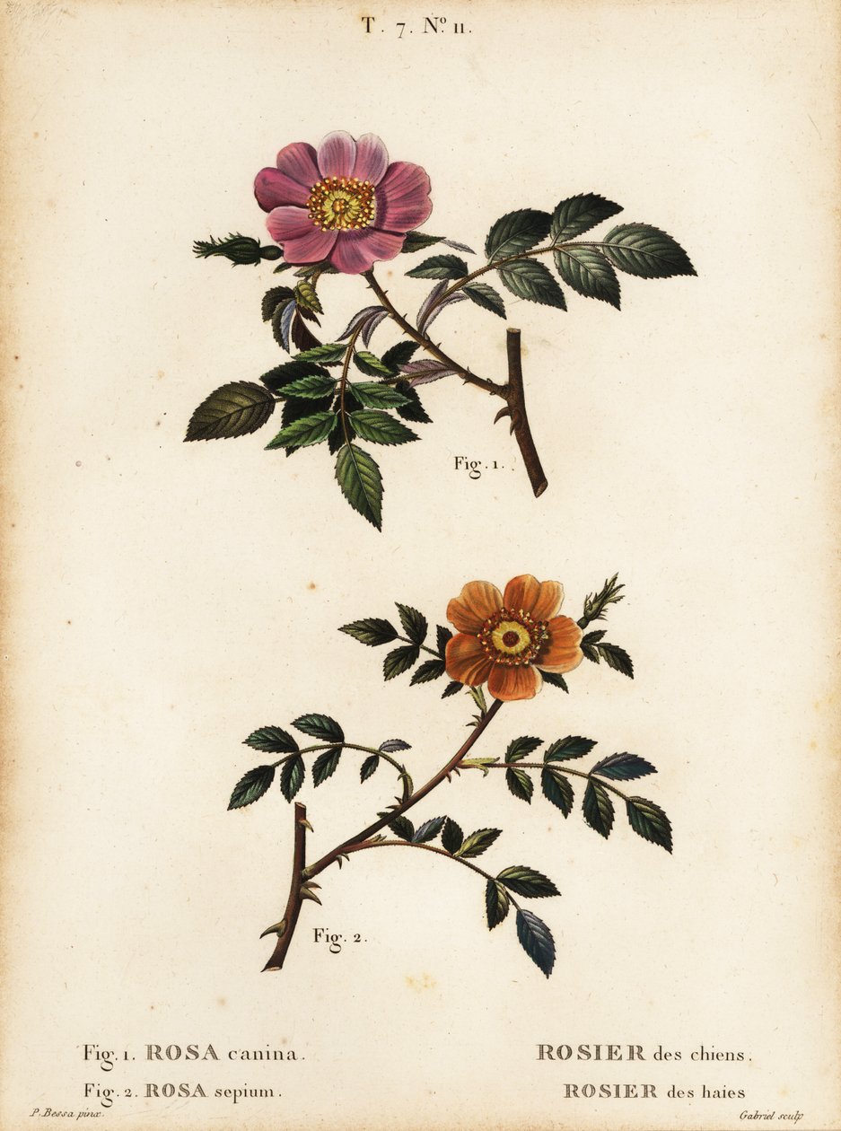 Dog rose、Rosa canina、Rosier des chien 1 和小叶甜蔷薇、Rosa sepium、Rosa agrestis、Rosier des hedges 2 作者 贝萨·潘克拉斯（之后）