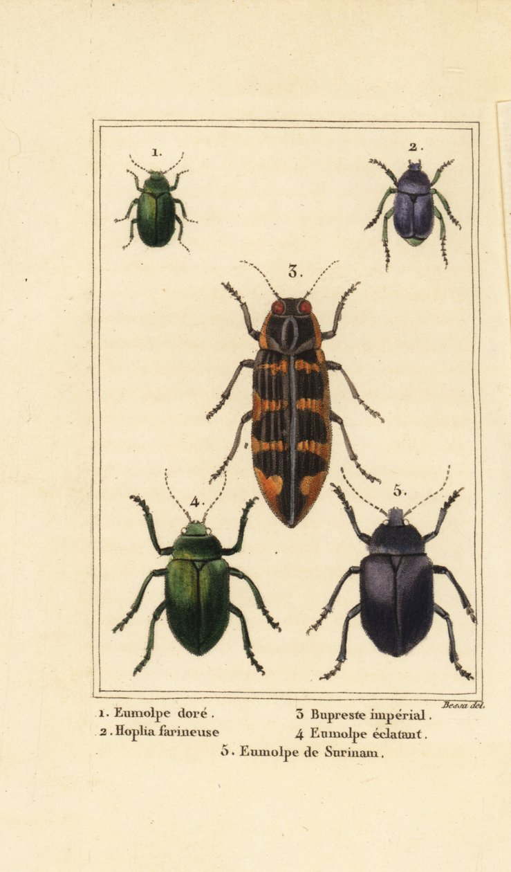Dogbane beetle, Chrysochus gilded 1, 2 Silver Pleurophorus, Banksia Jewel beetle, Imperial Cyrioides 3, Eumolpus Shining 4, 5 和 Eumolpus surinamensis 作者 贝萨·潘克拉斯（之后）