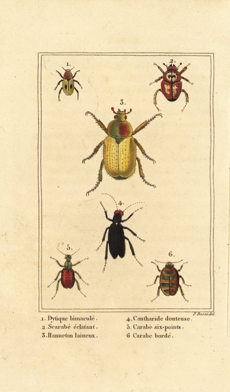Dytiscus bimaculatus 1, scarab 2, cockchafer, Melolontha melolontha 3, Cantharis beetle 4, Carabus sexpunciatus 5 and Omophron limbatum 6 作者 贝萨·潘克拉斯（之后）