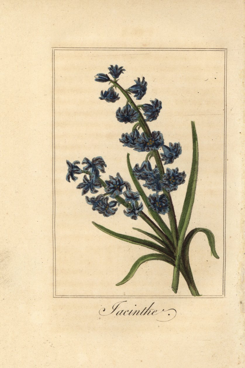 Hyacinth, jacinthe, Hyacinthus orientalis 作者 贝萨·潘克拉斯（之后）