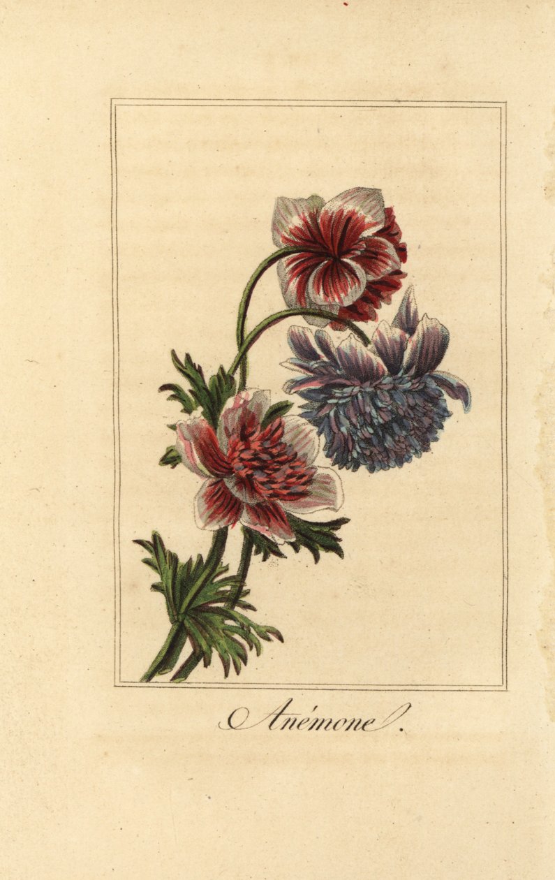 杂交罂粟花, Anemone coronaria 作者 贝萨·潘克拉斯（之后）