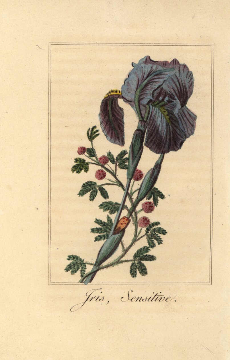 鸢尾花，Iris gemanica，和敏感植物，Mimosa pudica 作者 贝萨·潘克拉斯（之后）