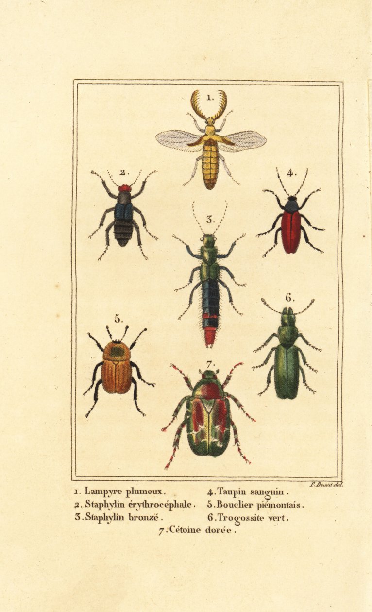 Lampyris 甲虫、rove 甲虫、Staphylinus erythropterus 2、Staphylinus 物种 3、Ampedus sanguineus 4、Silpha pedemonta 5、Temnoscheila virescens 6 和玫瑰金龟子、Cetonia aurata 7 作者 贝萨·潘克拉斯（之后）