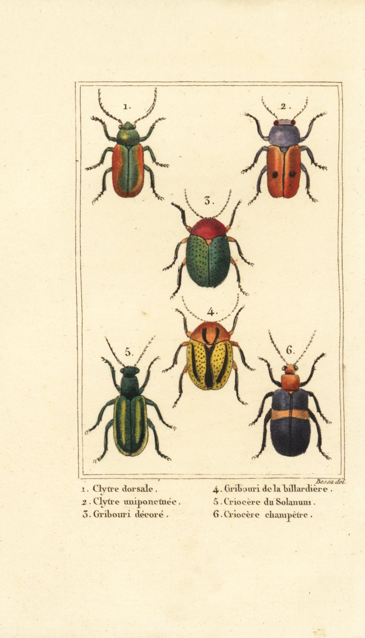 叶甲虫。Smaragdina limbata 1, Clytra laeviuscula 2, Cryptocephalus beetles 3,4, Crioceris solani 5 and Chrysomela campestris 6 作者 贝萨·潘克拉斯（之后）